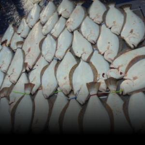 조황, 오천항 샤크호 11월 20일 광어 조황