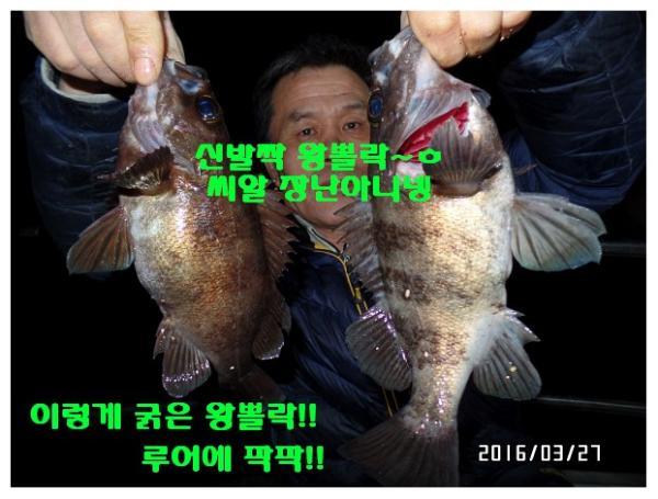 뽈락, 진해대물낚시, 낚시뚜