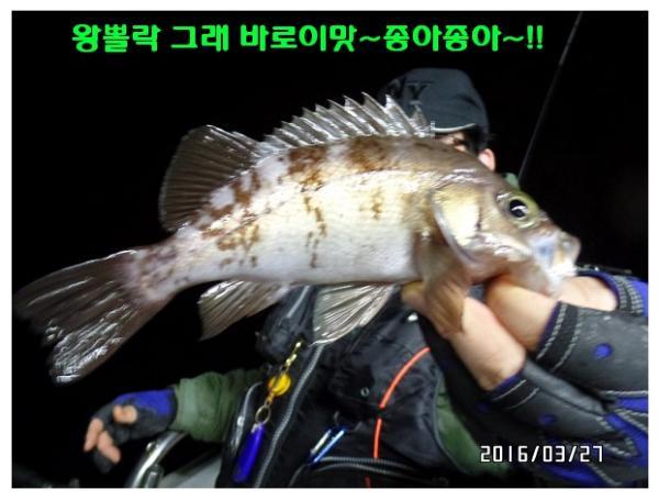 뽈락, 진해대물낚시, 낚시뚜