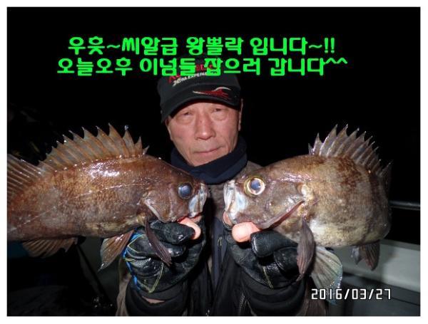 뽈락, 진해대물낚시, 낚시뚜