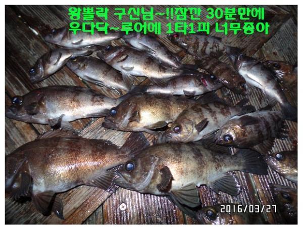 뽈락, 진해대물낚시, 낚시뚜
