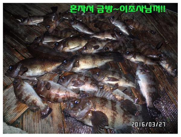 뽈락, 진해대물낚시, 낚시뚜