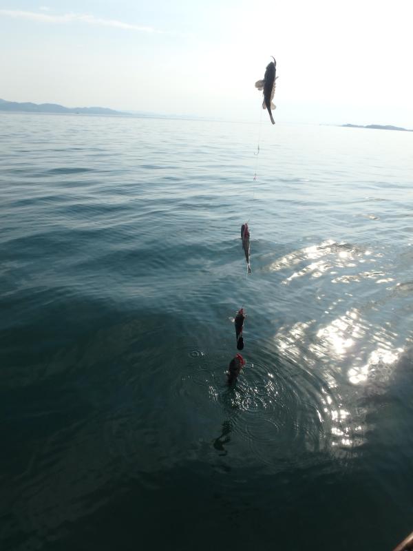 낚시뚜,우럭,회변항,길성호,낚시뚜7