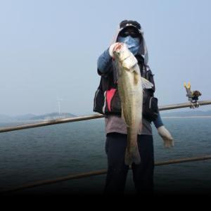 조황, 6/29 바이킹2호 생미끼 조황!