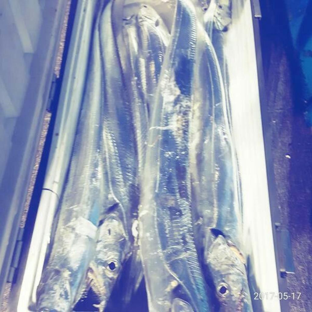 낚시뚜,갈치,회진항,장흥 체리피싱호,낚시뚜5