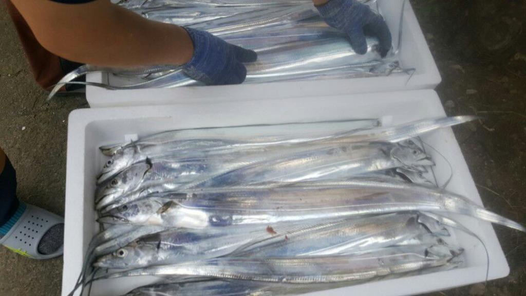 낚시뚜,갈치,회진항,장흥 체리피싱호,낚시뚜4