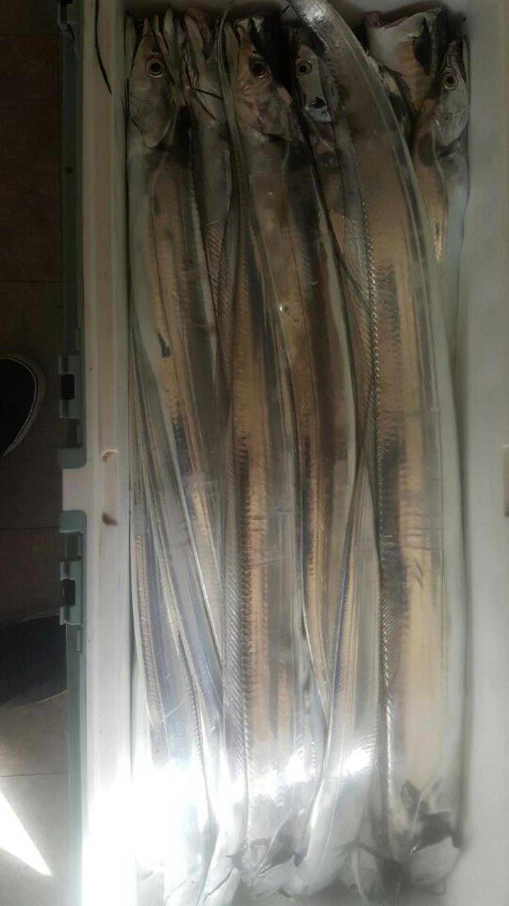 낚시뚜,갈치,회진항,장흥 체리피싱호,낚시뚜3