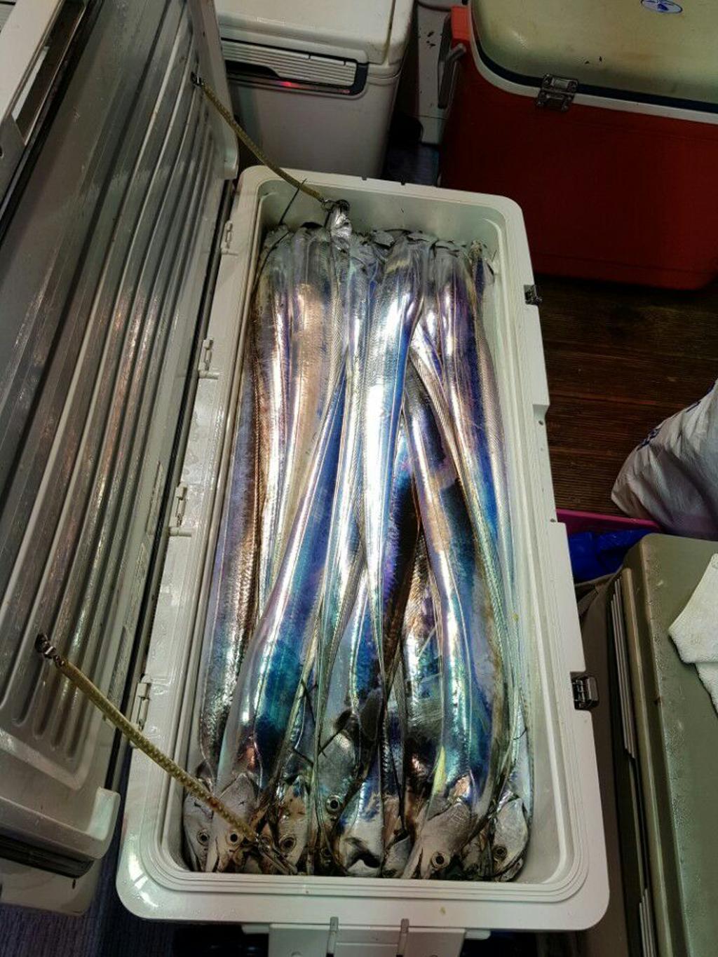 낚시뚜,갈치,회진항,장흥 체리피싱호,낚시뚜1