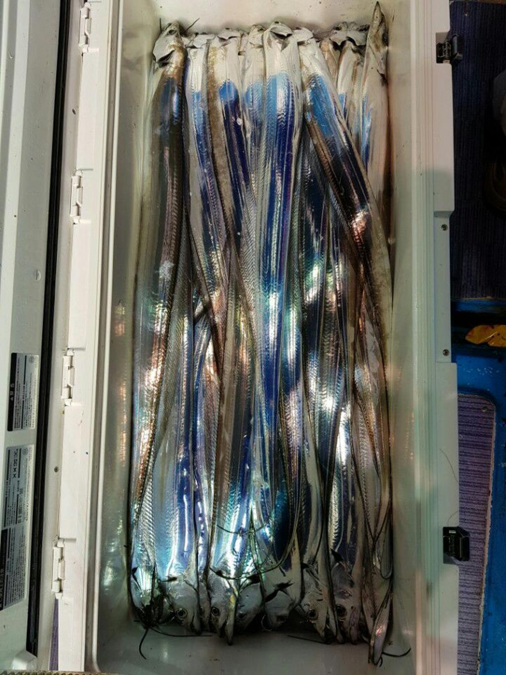 낚시뚜,갈치,회진항,장흥 체리피싱호,낚시뚜0