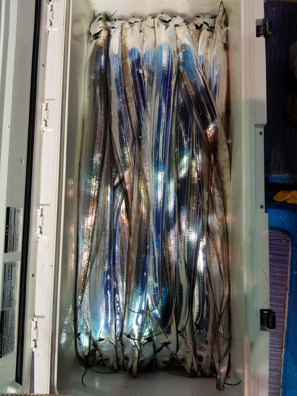 낚시뚜,갈치,회진항,장흥체리피싱호,낚시뚜3