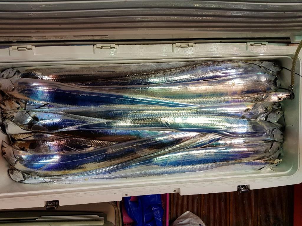 낚시뚜,갈치,회진항,장흥체리피싱호,낚시뚜1