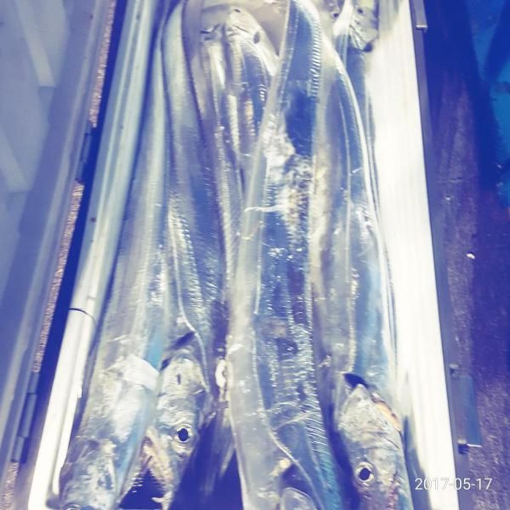 낚시뚜,갈치,회진항,장흥체리피싱호,낚시뚜0