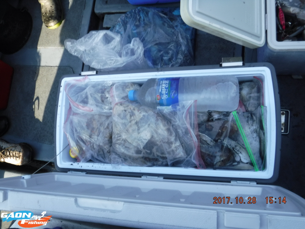 낚시뚜,쭈꾸미,홍원항,가온호,낚시뚜5