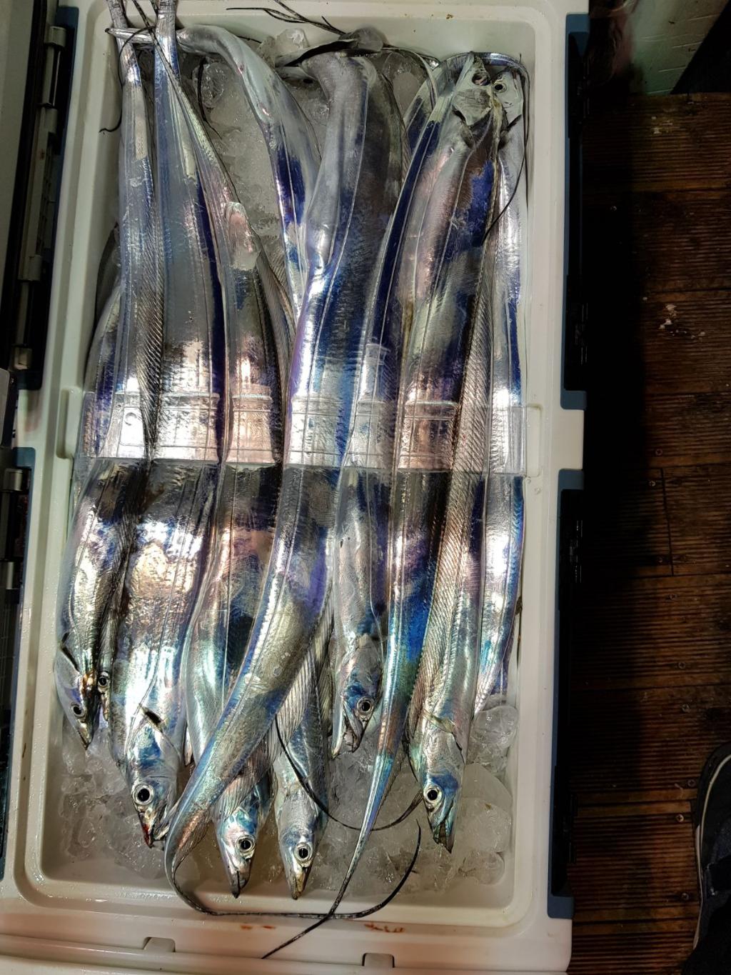 낚시뚜,갈치,회진항,장흥체리피싱호,낚시뚜2