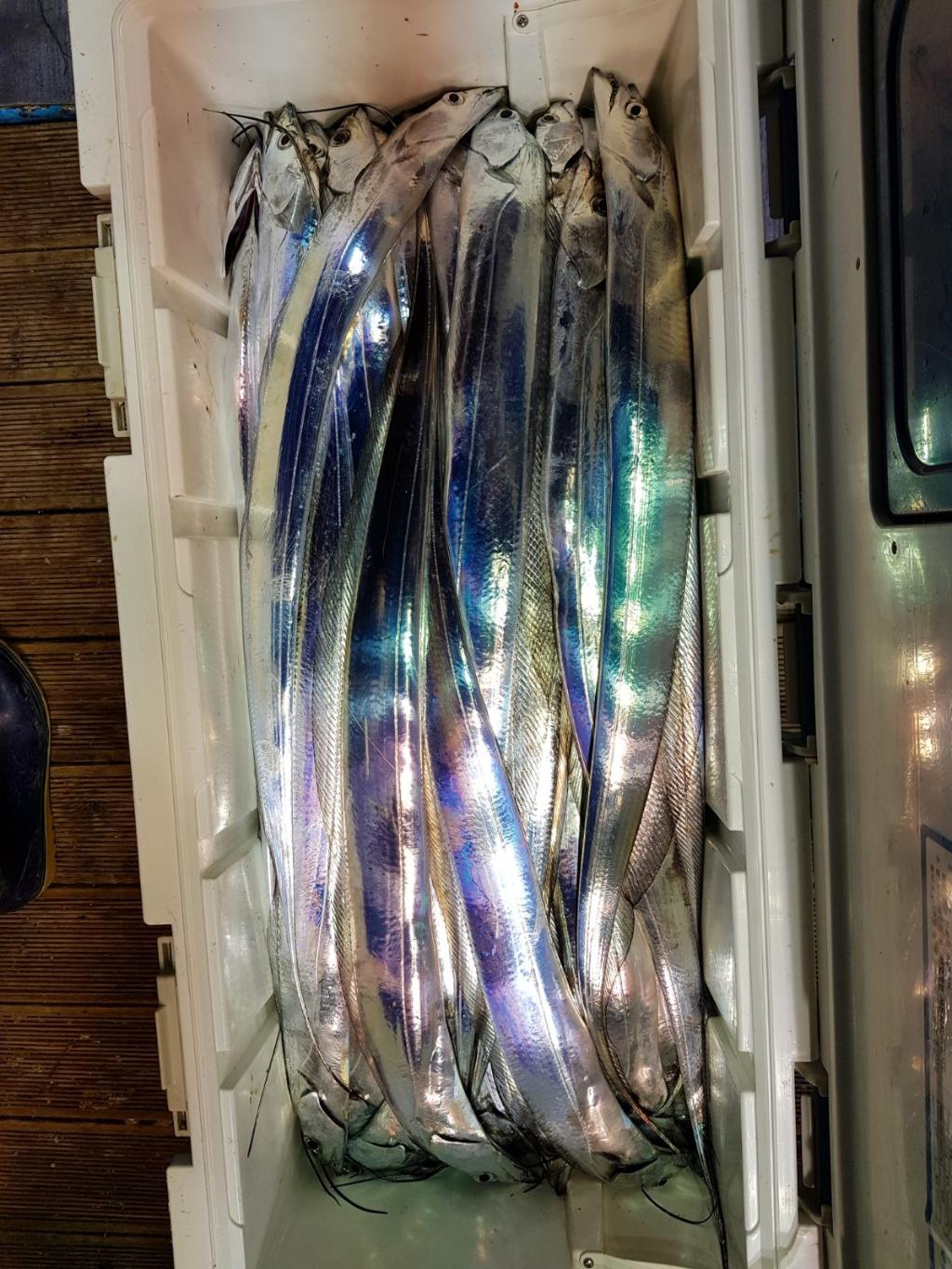 낚시뚜,갈치,회진항,장흥체리피싱호,낚시뚜1