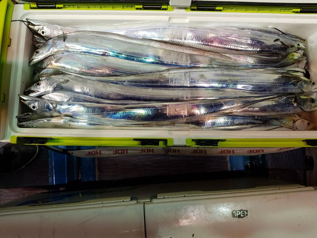 낚시뚜,갈치,회진항,장흥체리피싱호,낚시뚜0