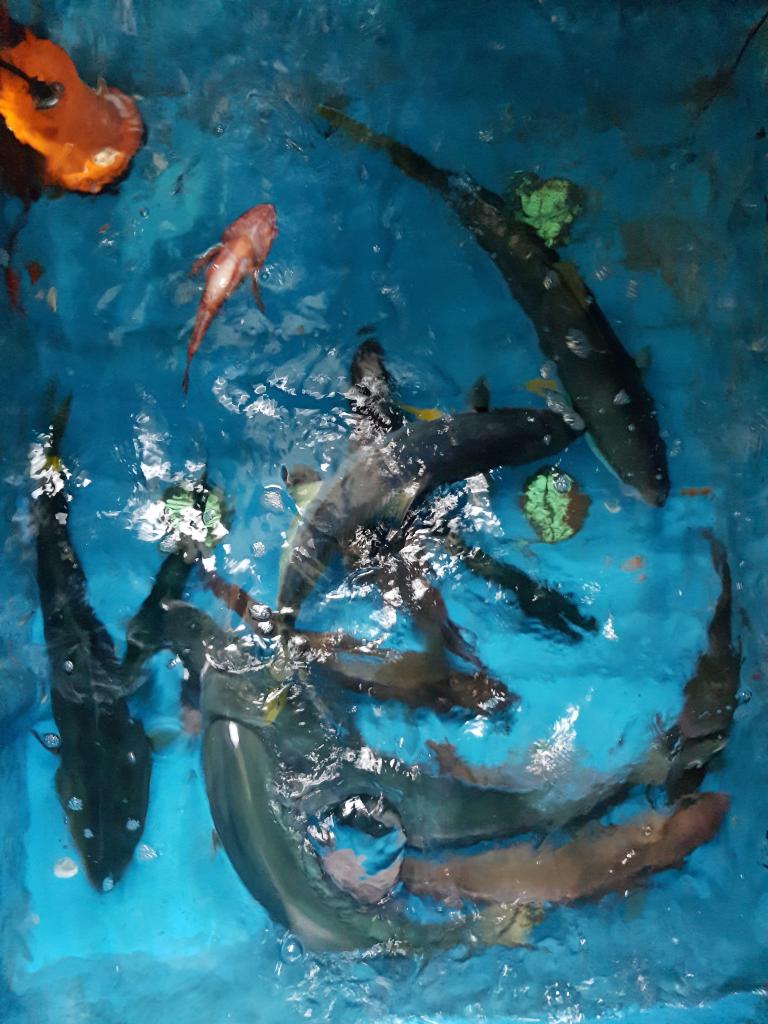 낚시뚜,부시리,하효항,제주 청송호,낚시뚜6