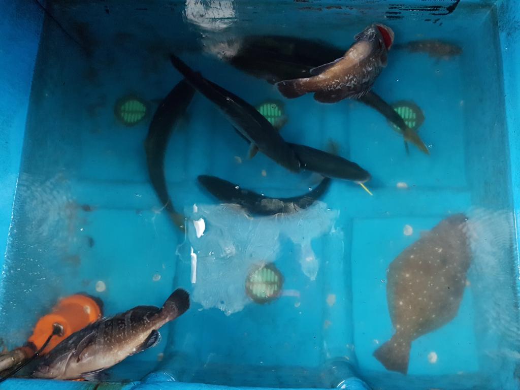 낚시뚜,부시리,하효항,제주 청송호,낚시뚜12