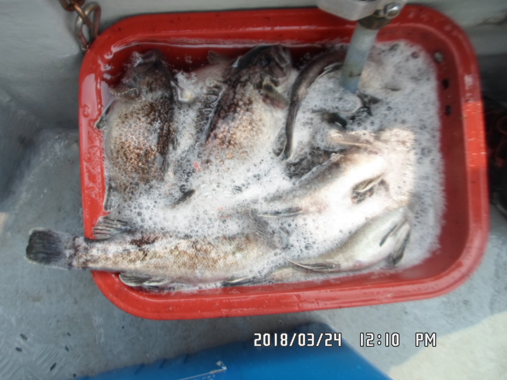 낚시뚜,우럭,오천항,거양호,낚시뚜18
