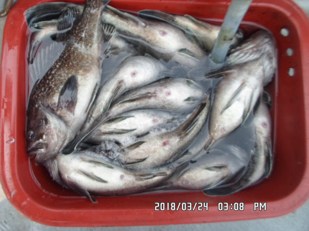 낚시뚜,우럭,오천항,거양호,낚시뚜14