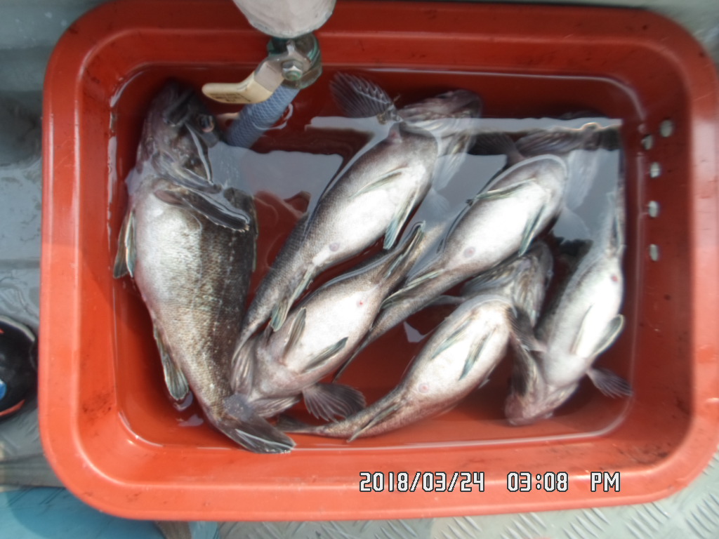 낚시뚜,우럭,오천항,거양호,낚시뚜15