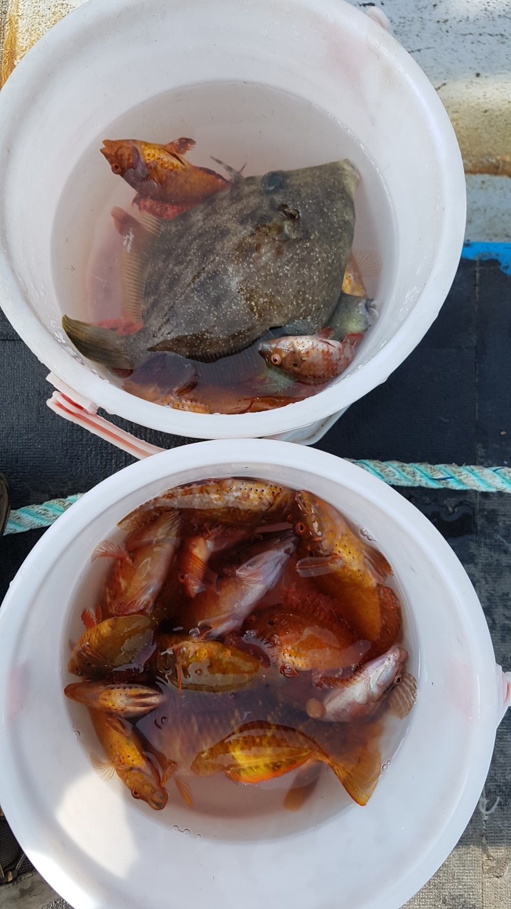 낚시뚜,기타 (직접입력),하효항,제주 청송호,낚시뚜5