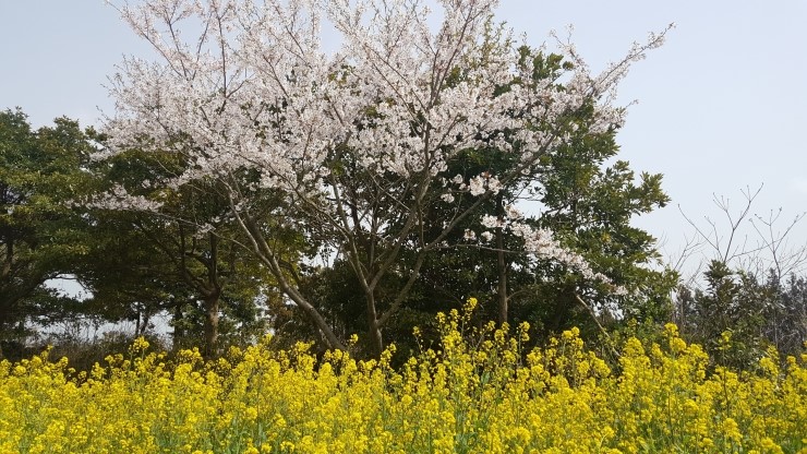 낚시뚜,기타 (직접입력),하효항,제주 청송호,낚시뚜9
