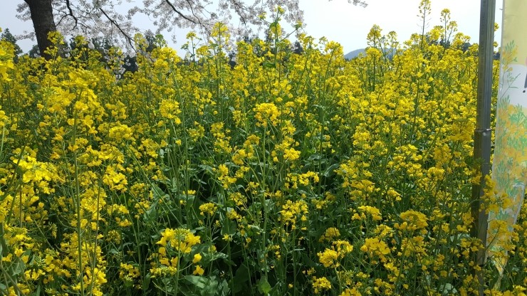 낚시뚜,기타 (직접입력),하효항,제주 청송호,낚시뚜10
