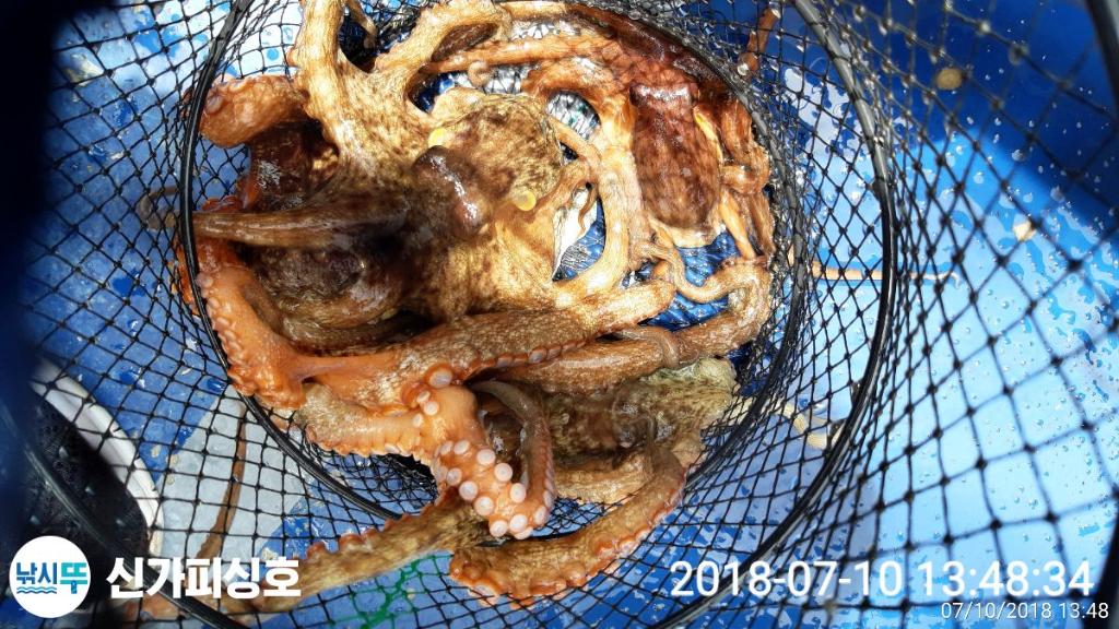 낚시뚜,돌문어,삼천포 팔포항,신가피싱호,낚시뚜1