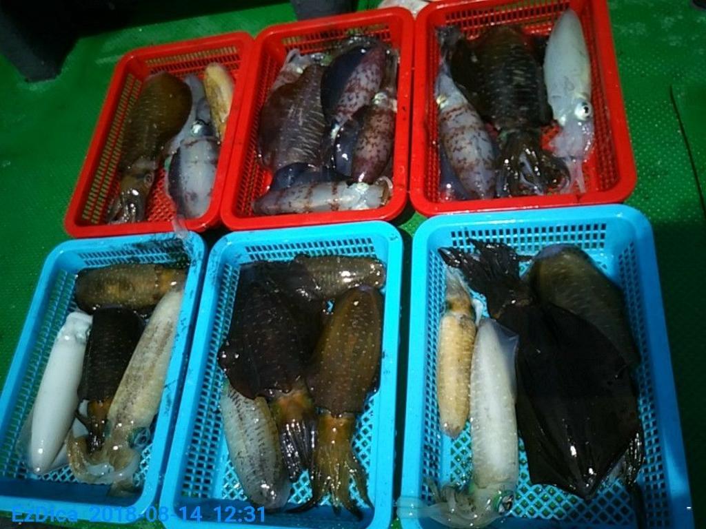 낚시뚜,무늬오징어,통영미수동방파제,통영명인낚시,낚시뚜11