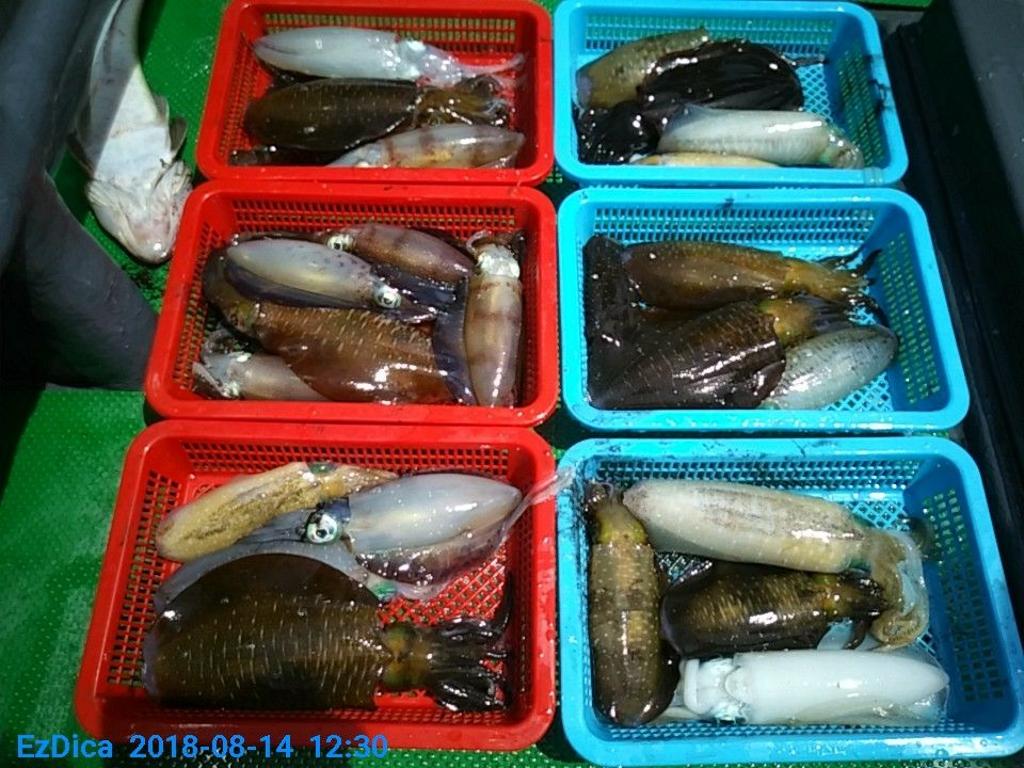 낚시뚜,무늬오징어,통영미수동방파제,통영명인낚시,낚시뚜10