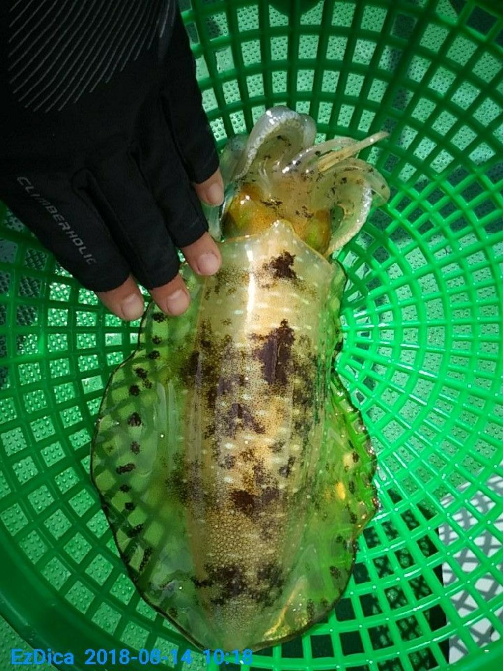 낚시뚜,무늬오징어,통영미수동방파제,통영명인낚시,낚시뚜9