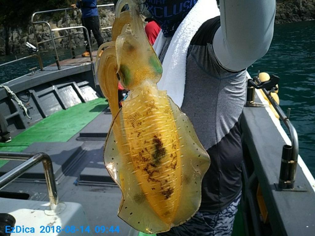 낚시뚜,무늬오징어,통영미수동방파제,통영명인낚시,낚시뚜8