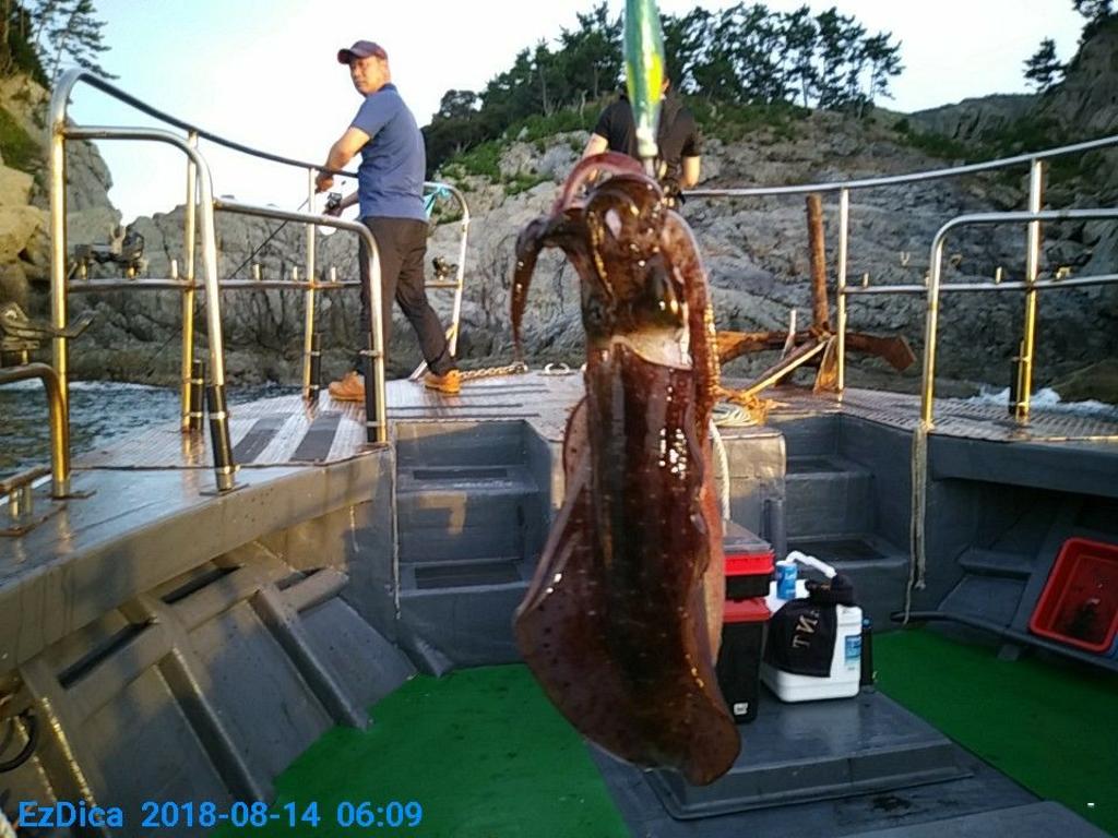 낚시뚜,무늬오징어,통영미수동방파제,통영명인낚시,낚시뚜0