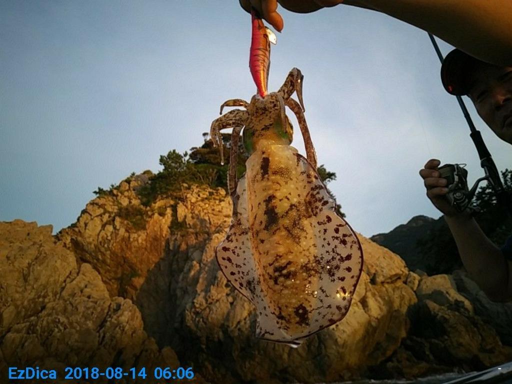 낚시뚜,무늬오징어,통영미수동방파제,통영명인낚시,낚시뚜7