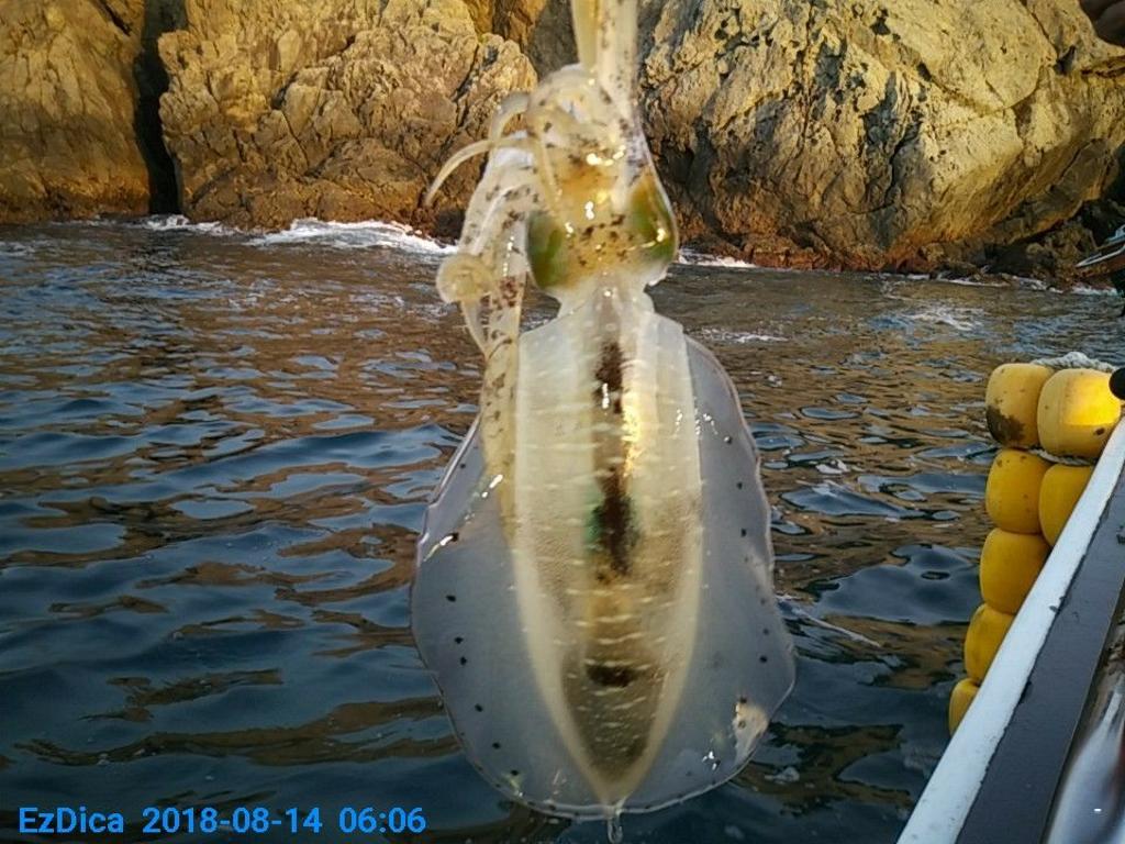 낚시뚜,무늬오징어,통영미수동방파제,통영명인낚시,낚시뚜6