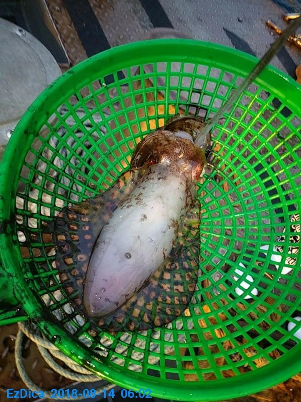 낚시뚜,무늬오징어,통영미수동방파제,통영명인낚시,낚시뚜5