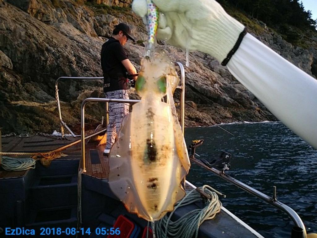 낚시뚜,무늬오징어,통영미수동방파제,통영명인낚시,낚시뚜3