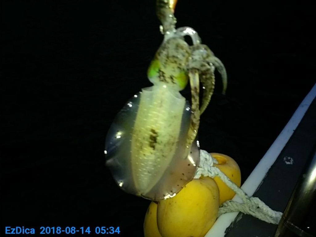 낚시뚜,무늬오징어,통영미수동방파제,통영명인낚시,낚시뚜2