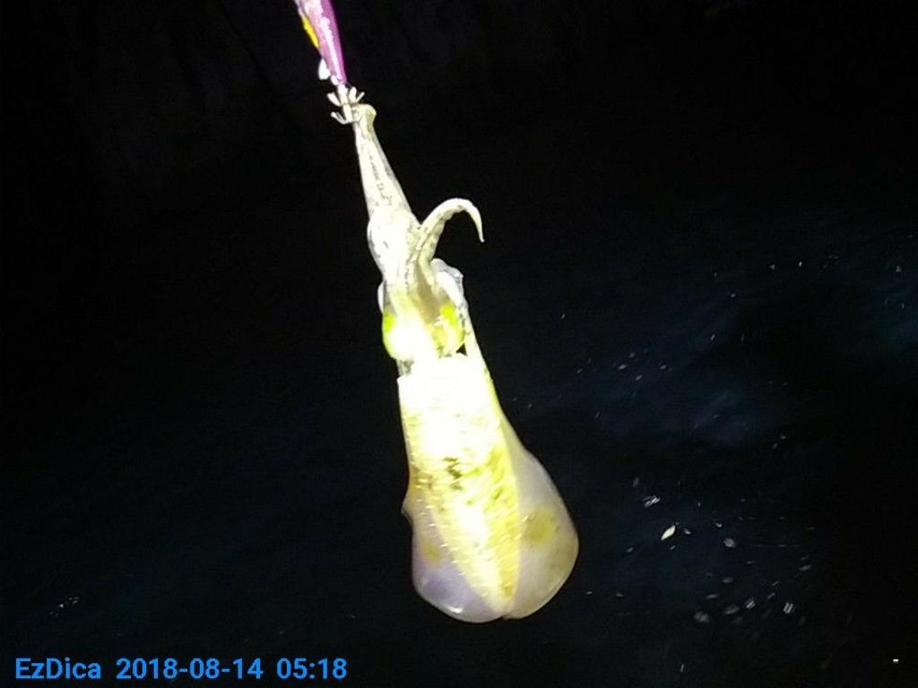 낚시뚜,무늬오징어,통영미수동방파제,통영명인낚시,낚시뚜1