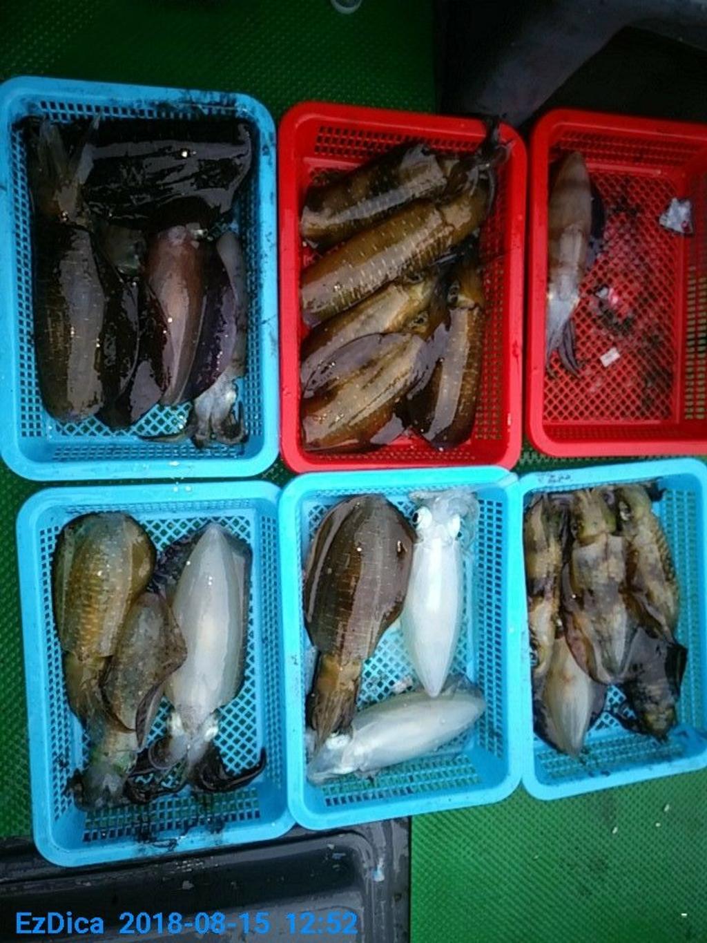 낚시뚜,무늬오징어,통영미수동방파제,통영명인낚시,낚시뚜6