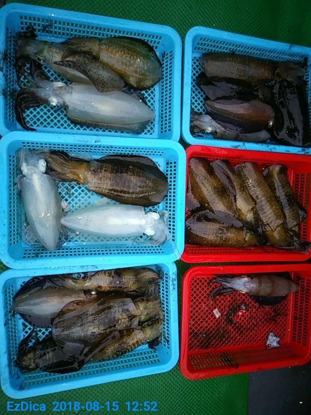 낚시뚜,무늬오징어,통영미수동방파제,통영명인낚시,낚시뚜5