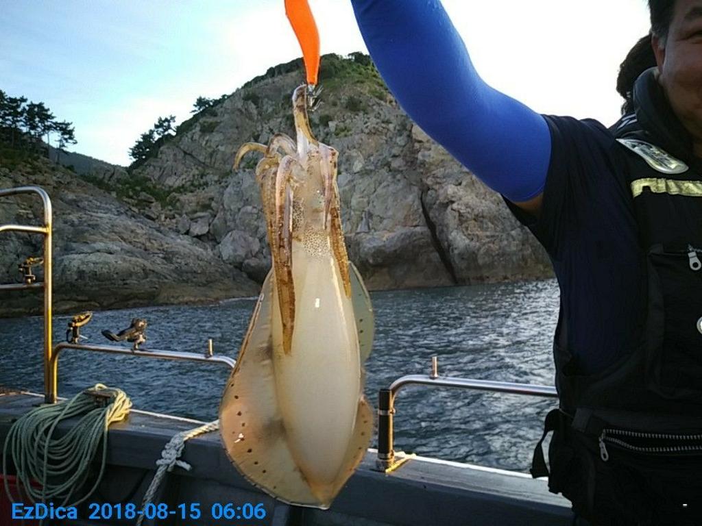 낚시뚜,무늬오징어,통영미수동방파제,통영명인낚시,낚시뚜0