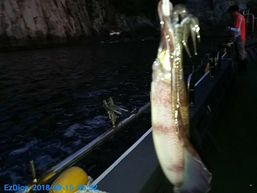낚시뚜,무늬오징어,통영미수동방파제,통영명인낚시,낚시뚜3