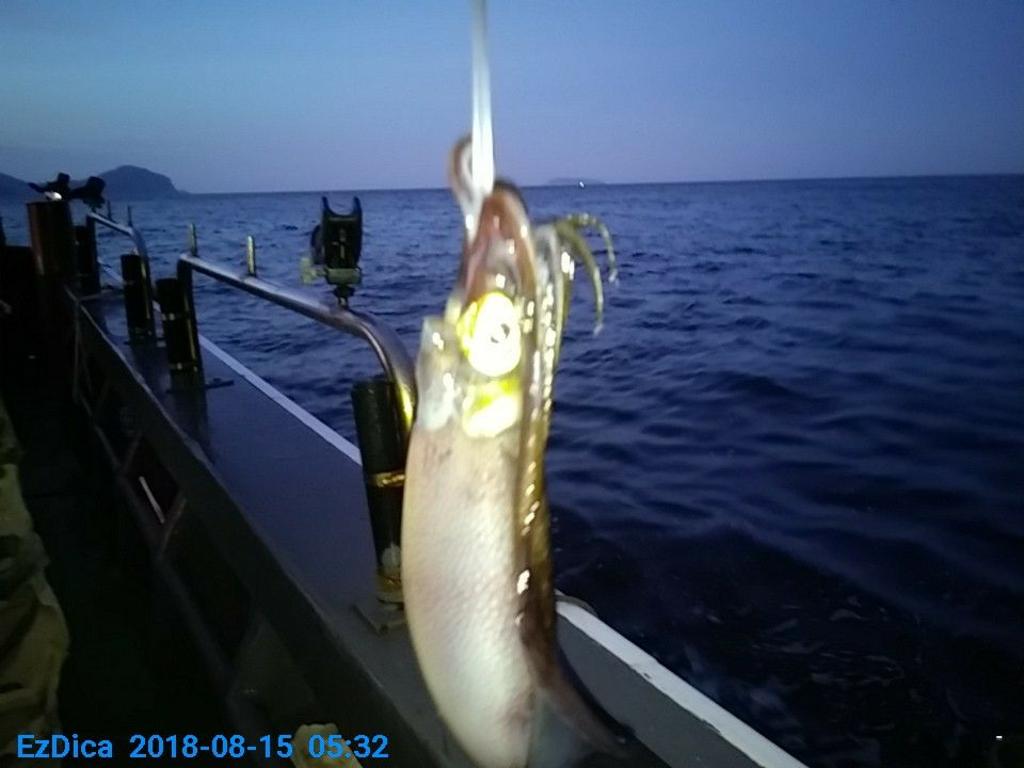 낚시뚜,무늬오징어,통영미수동방파제,통영명인낚시,낚시뚜2