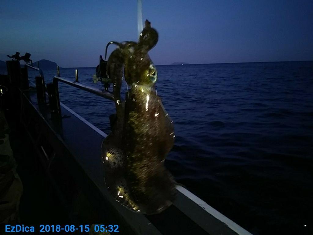 낚시뚜,무늬오징어,통영미수동방파제,통영명인낚시,낚시뚜1