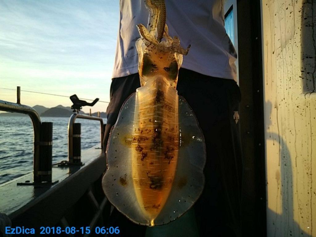 낚시뚜,무늬오징어,통영미수동방파제,통영명인낚시,낚시뚜4