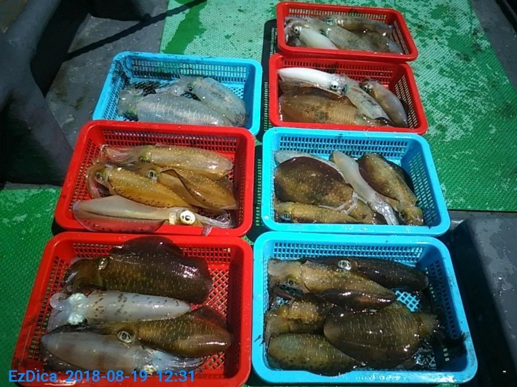 낚시뚜,무늬오징어,통영미수동방파제,통영명인낚시,낚시뚜9