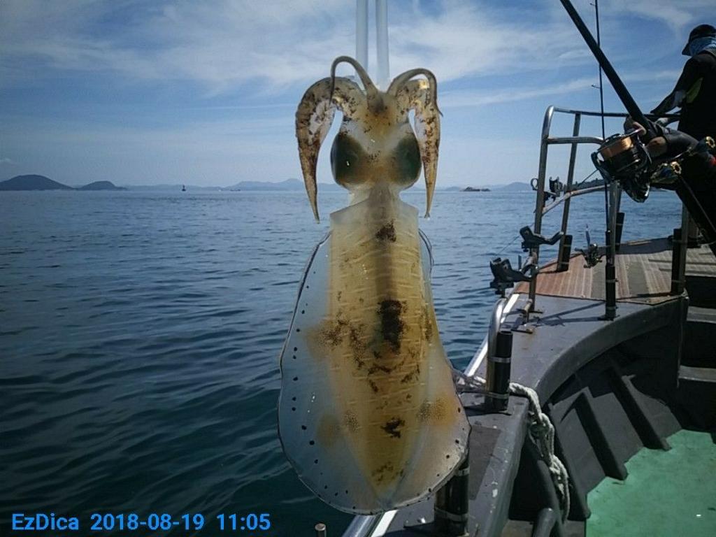 낚시뚜,무늬오징어,통영미수동방파제,통영명인낚시,낚시뚜8