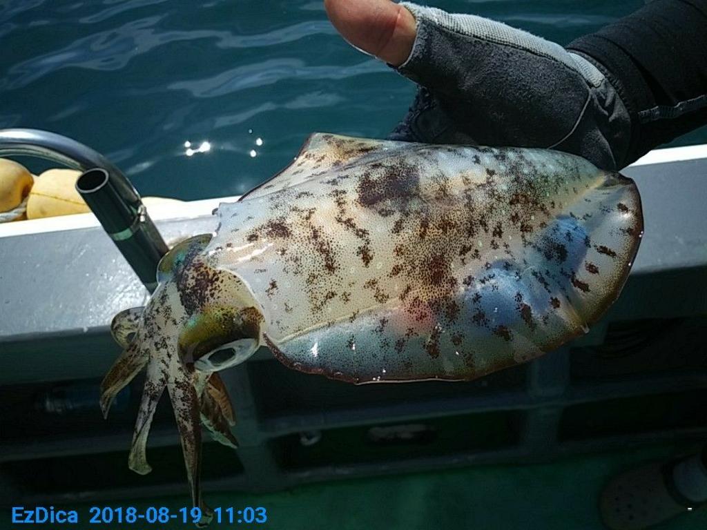 낚시뚜,무늬오징어,통영미수동방파제,통영명인낚시,낚시뚜7